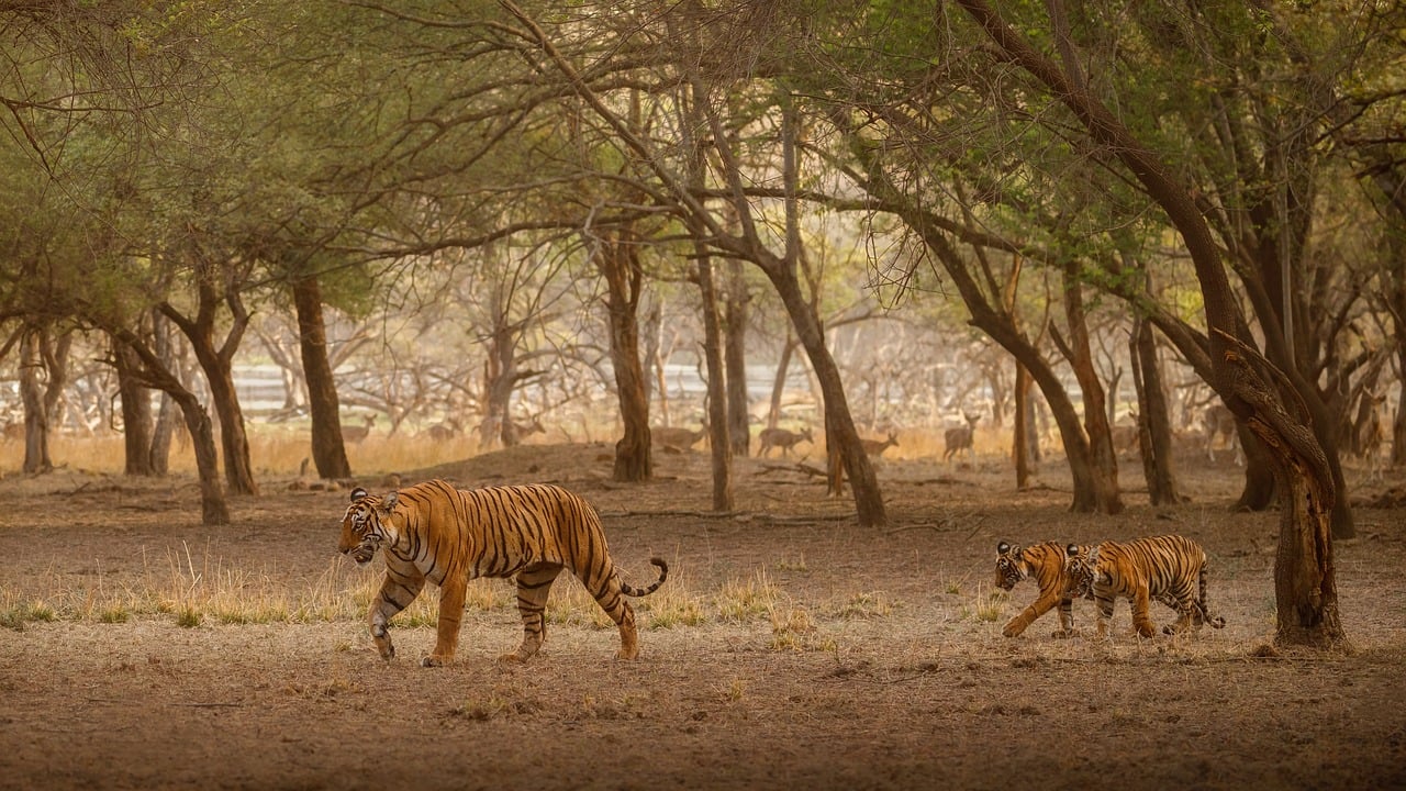 sundarbans-8477703_1280