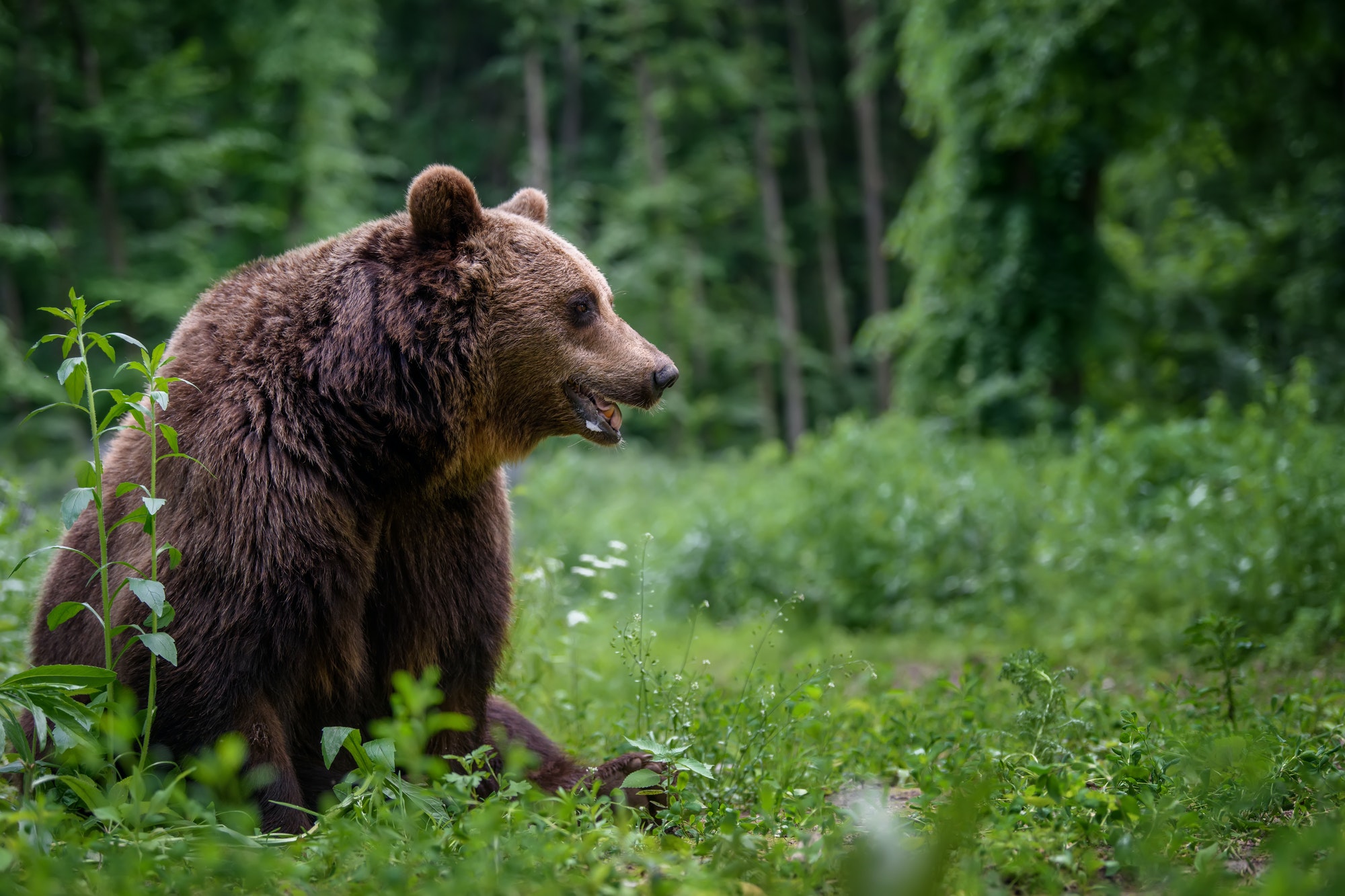 wild-brown-bear-in-the-summer-forest-animal-in-natural-habitat-wildlife-scene-1
