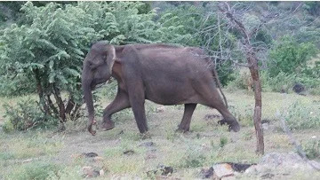 wild life conservation masth elephant