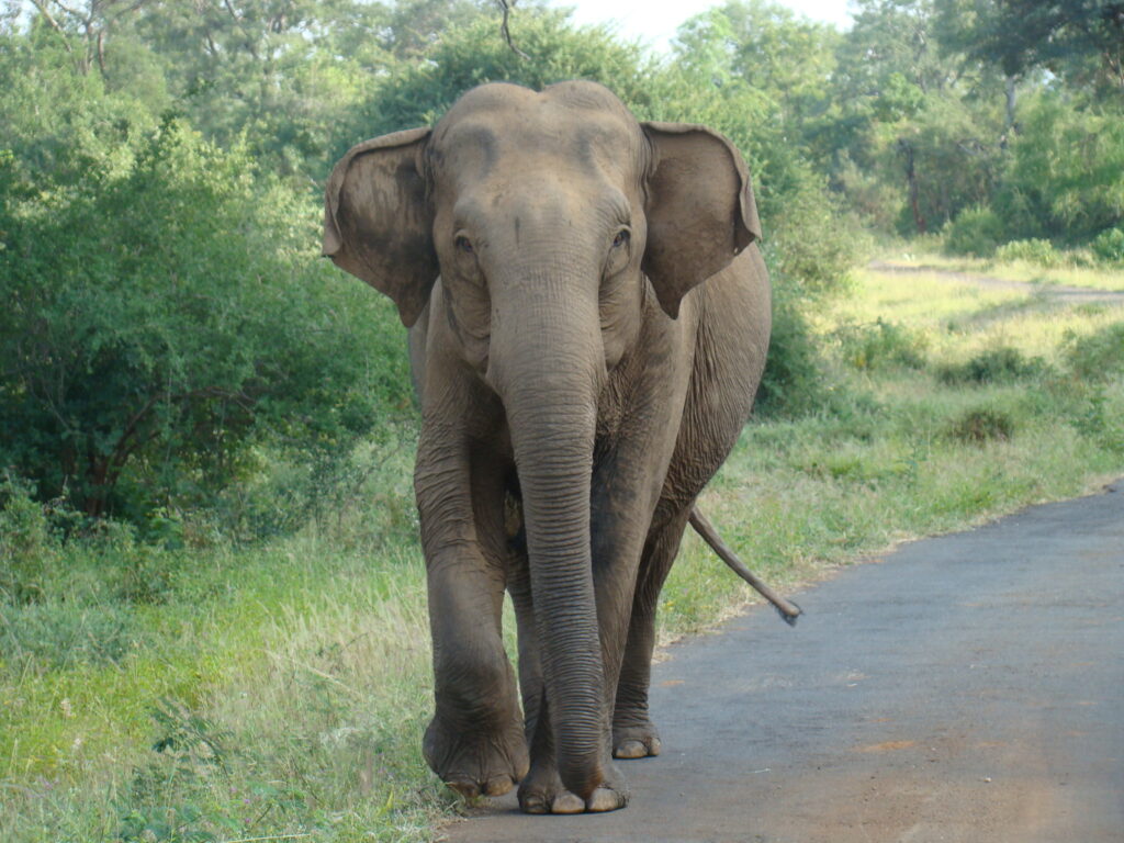 charging elephant