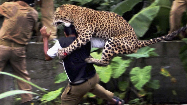 India Leopard Attack