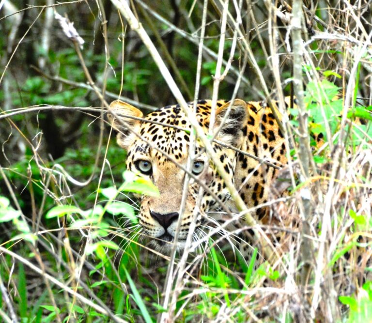 leopard pic 1