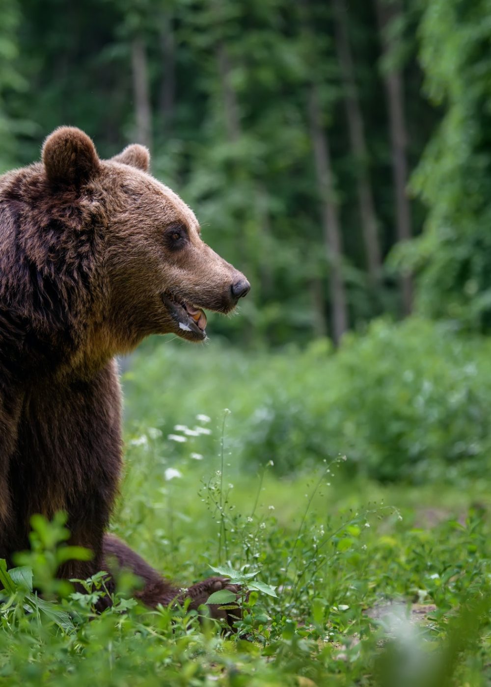 wild-brown-bear-in-the-summer-forest-animal-in-natural-habitat-wildlife-scene-1.jpg